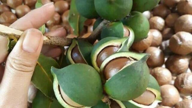 Sơ chế hạt macca tươi vừa thu hoạch